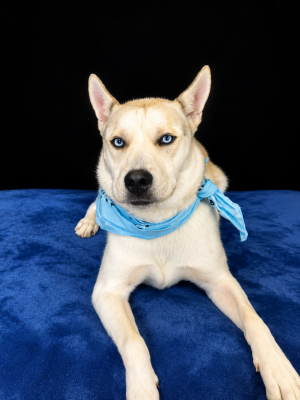 SIBERIAN HUSKY white BLUE EYES picture 1