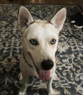 SIBERIAN HUSKY white BLUE EYES picture 3