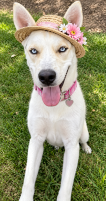 SIBERIAN HUSKY white BLUE EYES picture 1