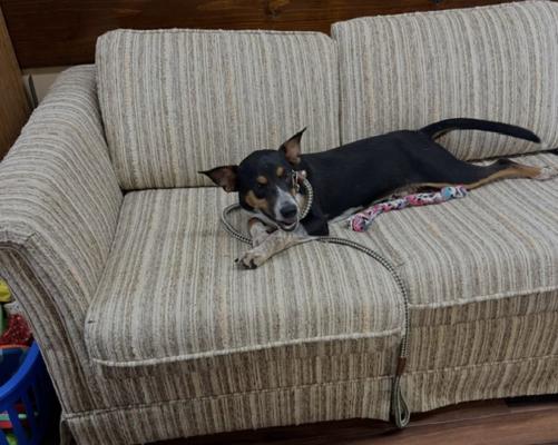 Jack - A -Bea female picture 3