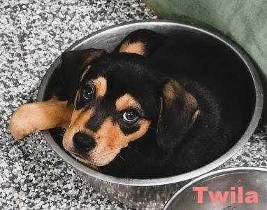 Twila picture 2