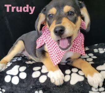 Trudy picture 2