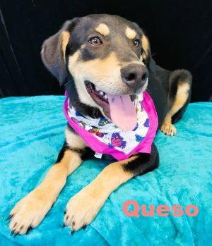 Queso picture 1