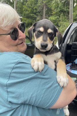 beagle mix pups picture 1