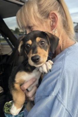 beagle mix pups picture 2