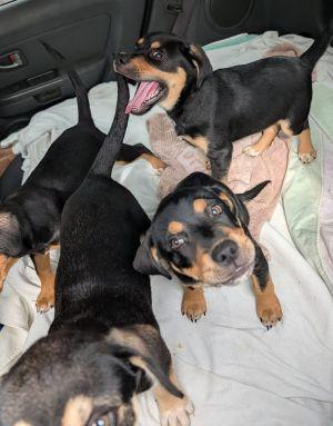 beagle mix pups picture 3