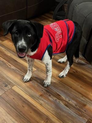 Border collie female picture 2
