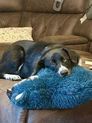 Border collie female picture 3