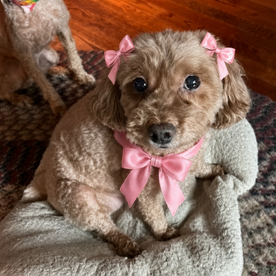 BRANDY picture 1