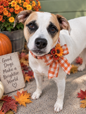 Lab, red heeler mix picture 2