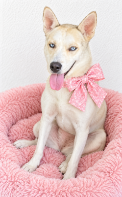 American Eskimo mix, female picture 1