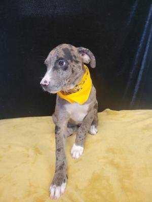 Diesel picture 3