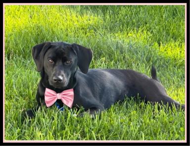 Black lab females picture 1