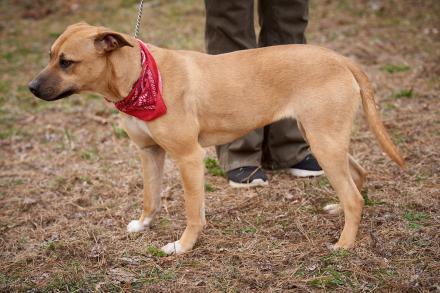 Golden Lab mixes picture 1