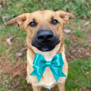 Yellow Lab mixes picture 1