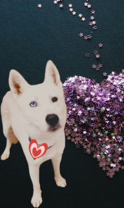 Huskies, huskies picture 1