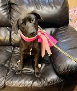 Black Lab mix puppies picture 1