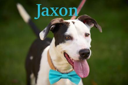 JAXON picture 1