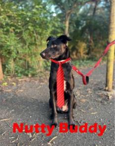Nutty Buddy picture 1