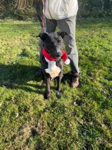 Border Collies, Border Collis picture 1