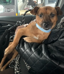Chiweenie, chiweenie picture 1