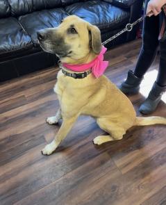 Brooke- the  Lab collie mx picture 1