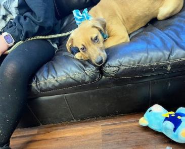 GOLDEN LAB MIX PUP ,MALE picture 1