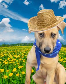 GOLDEN LAB MIX PUP ,MALE picture 1