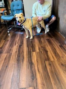 GOLDEN LAB MIX PUP ,MALE picture 1