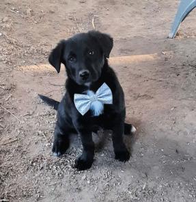 Border Collie pups male picture 1