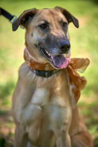 Lab , Malinoise mix picture 1