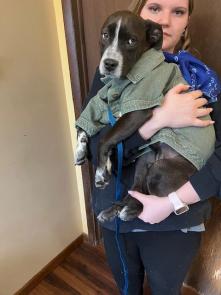 Black lab, Bordercollie mix , Male picture 1