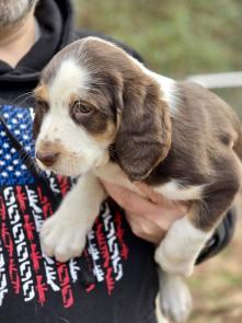 BEAGLE , English SPANIEL MIX PUPS picture 1