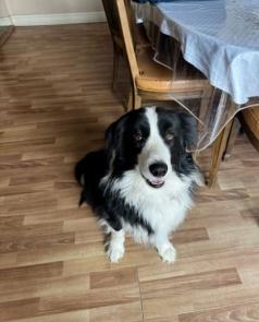 Fluffy picture 1