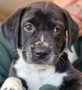 Finn picture 1