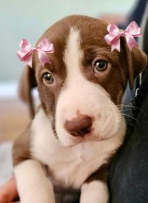 FARRAH picture 1
