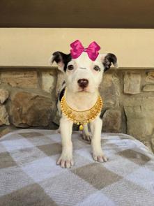 Nala picture 1