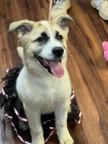 Gracie picture 1