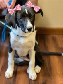 Bordercollie lab pup picture 1