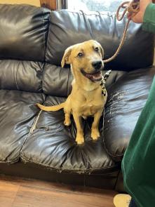 Golden Labrador Retriever picture 1