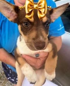 Small pups, small pups picture 1