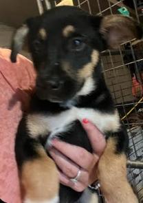 Xavier - chiweenie picture 1