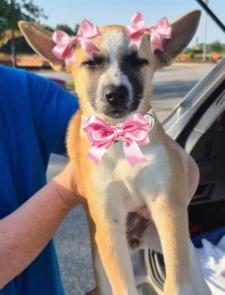 Fox Terrier rat terrier mx picture 1