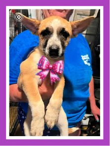 CHIWEENIE - for Chiweenie lovers picture 1