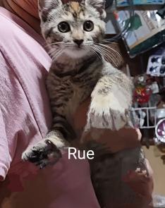Rue picture 1