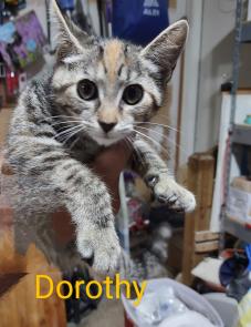 Dorothy picture 1