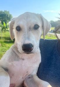 Buff  labrador retriever pup picture 1