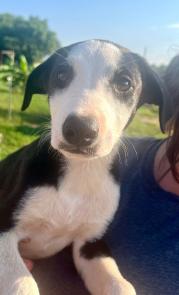 Border Collie , lab pup picture 1