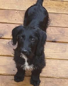 Labradoodle female picture 1
