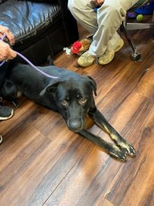 Black lab female and two border collie lab mixes F picture 1